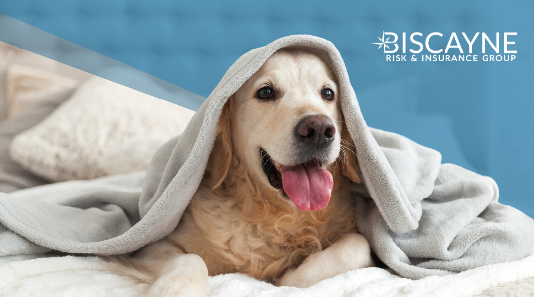 Risks Facing the Pet Care Business - Biscayne Risk & Insurance Group